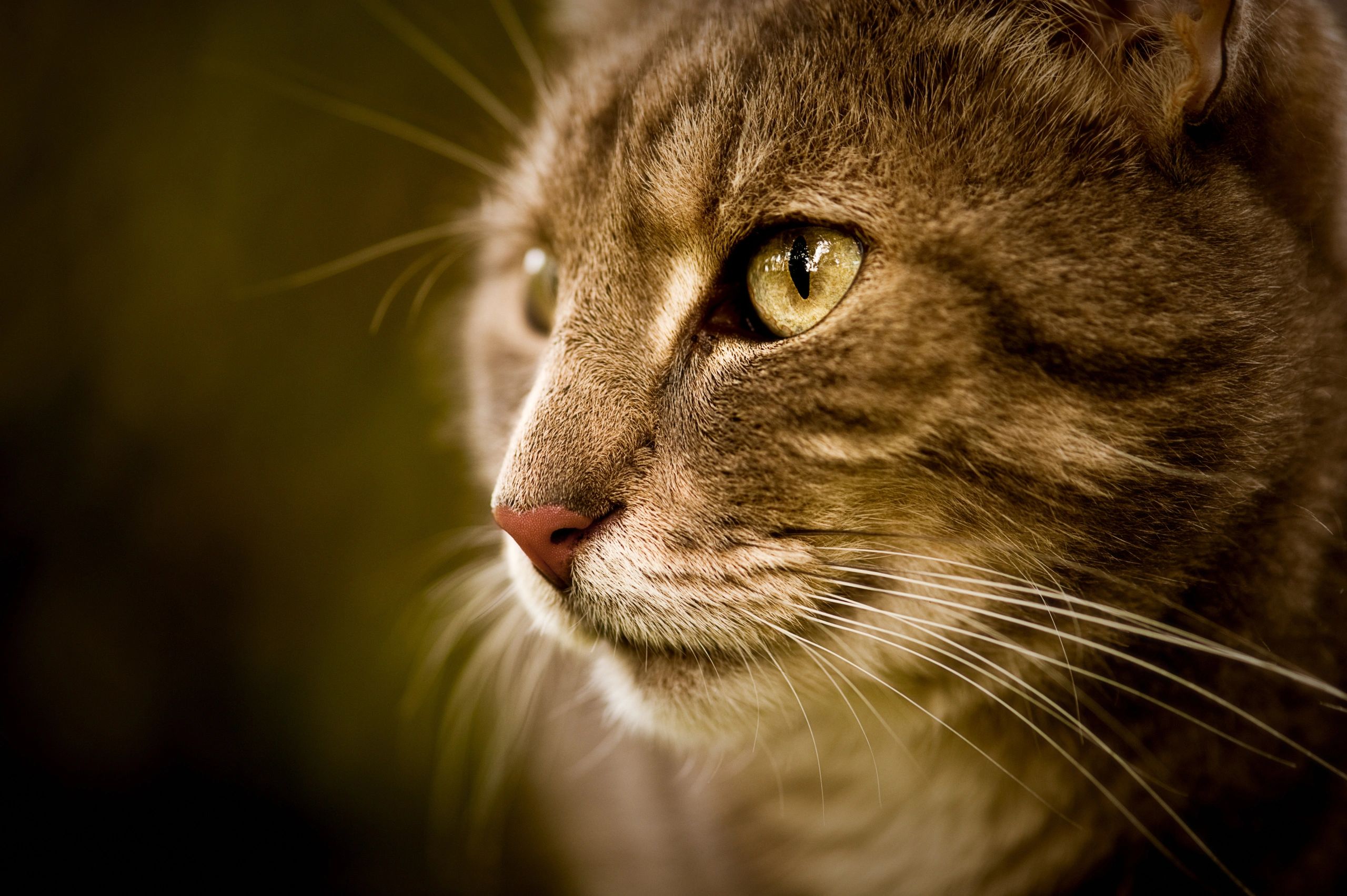 Close-up portrait of a cat