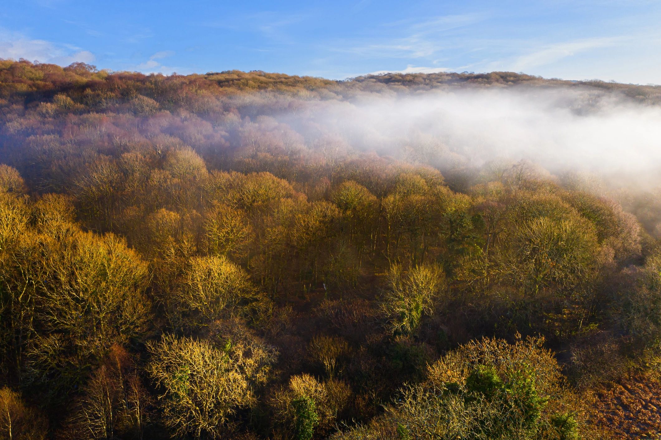 Aerial mist over woodland
