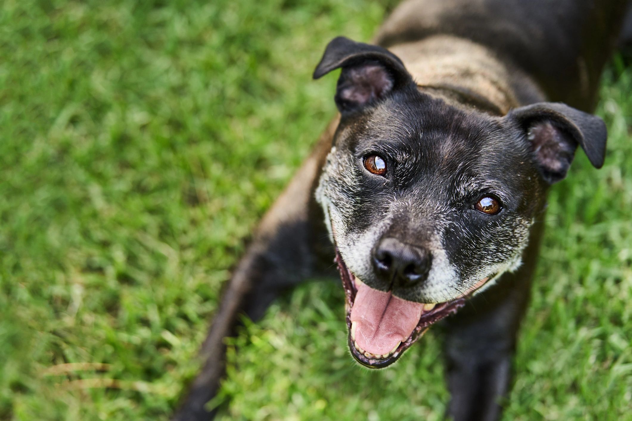 Smiling dog lying on grass