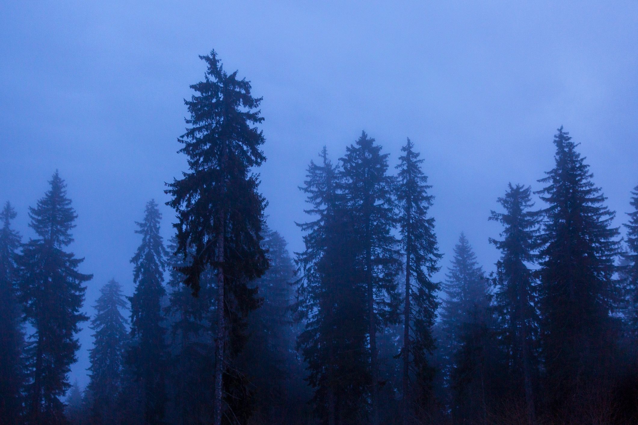 Foggy pine forest