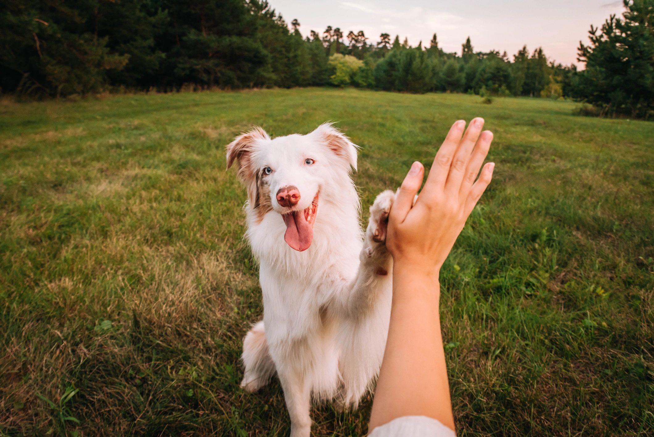 Dog giving paw to a woman