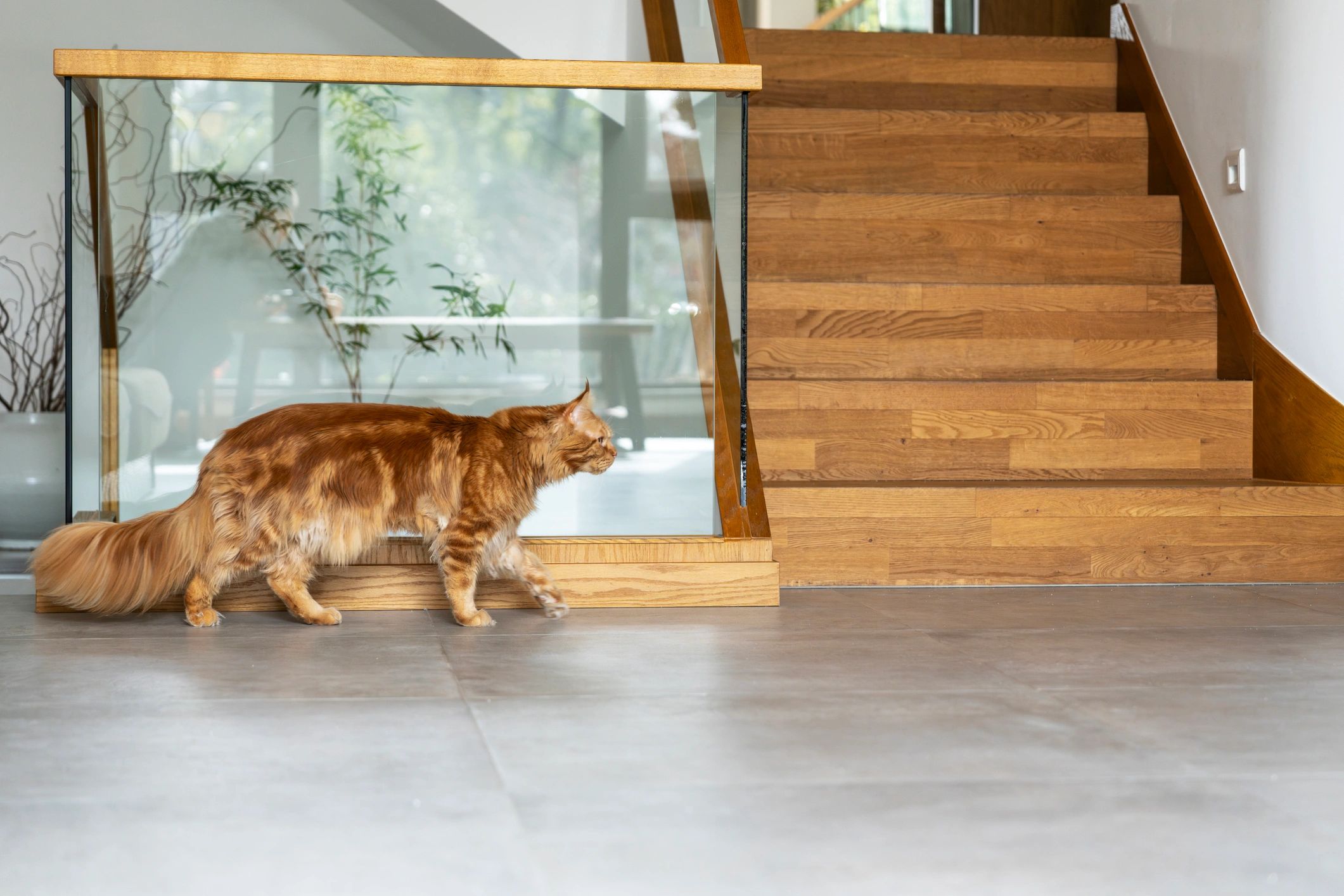Maine coon cat walking indoors