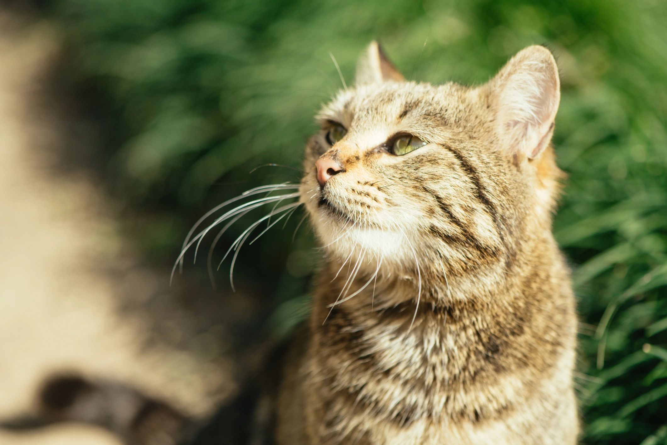 Cat outdoors in summer light