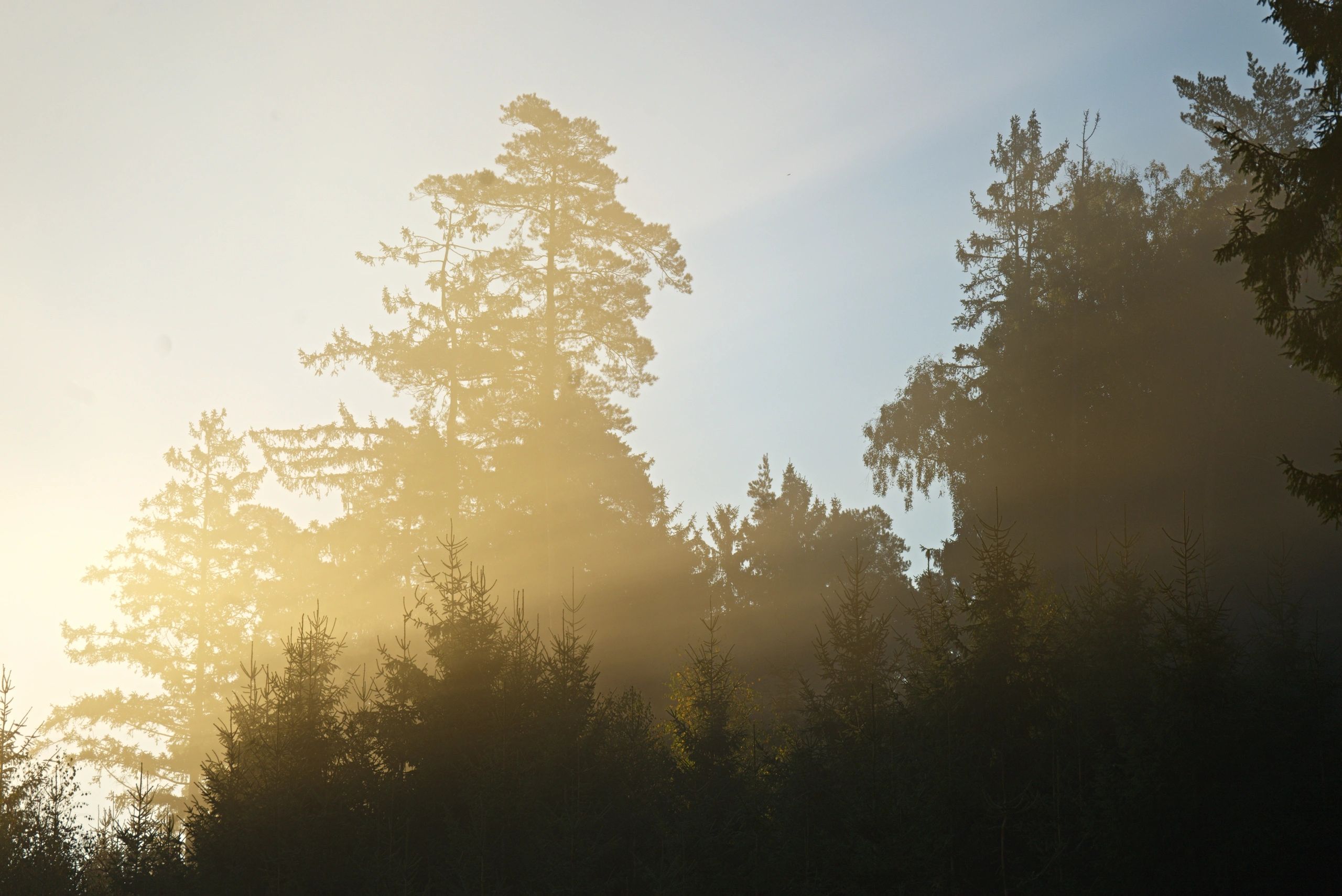 Sunbeams through fog over a lake