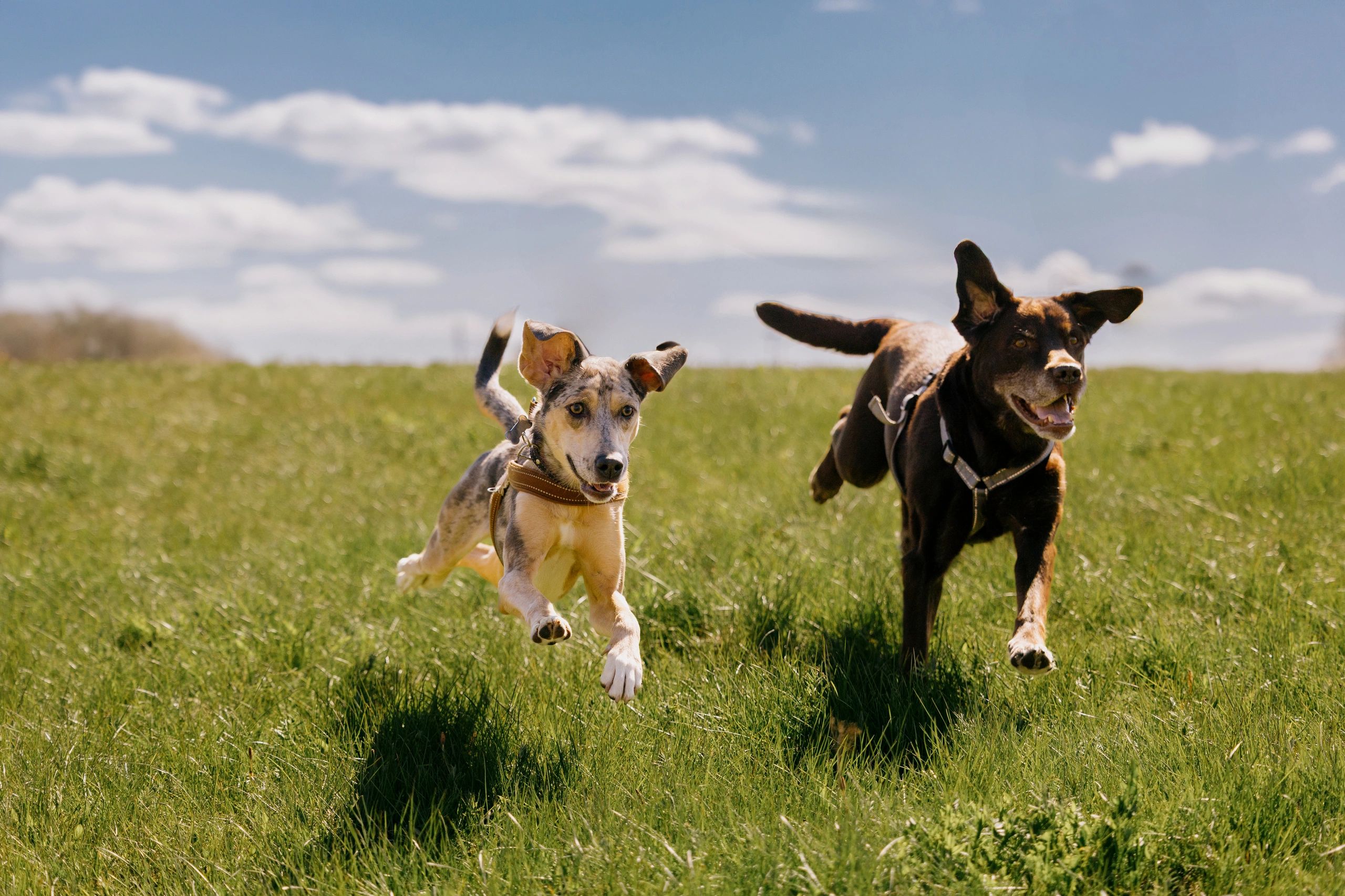 Two dogs running across a field