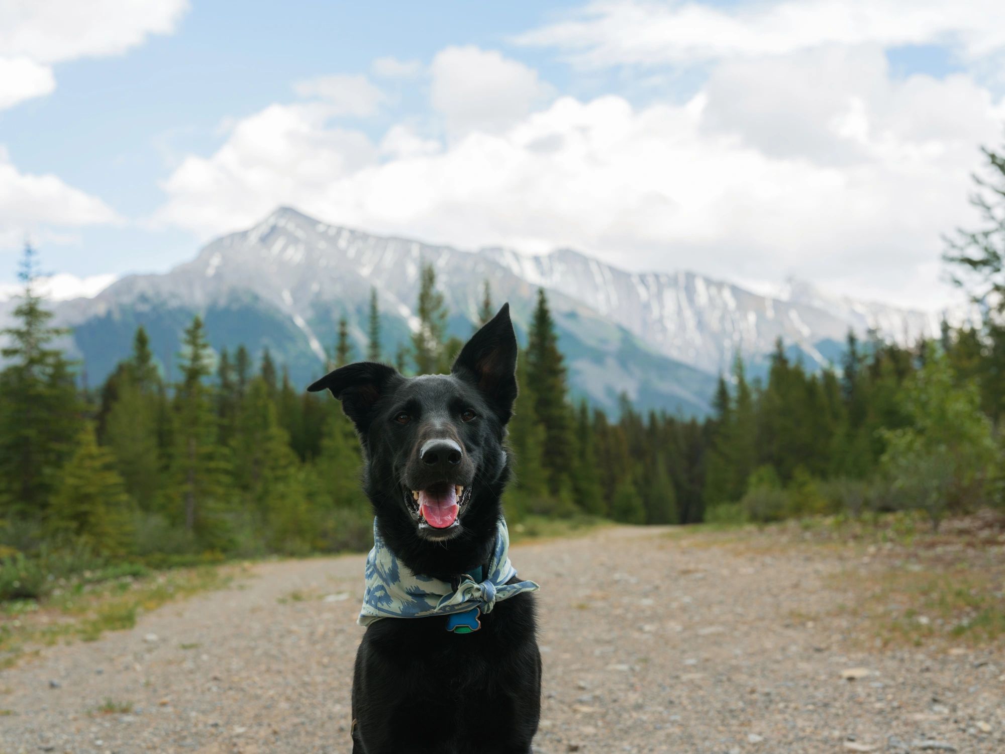 Dog portrait outdoors with mountains in the background