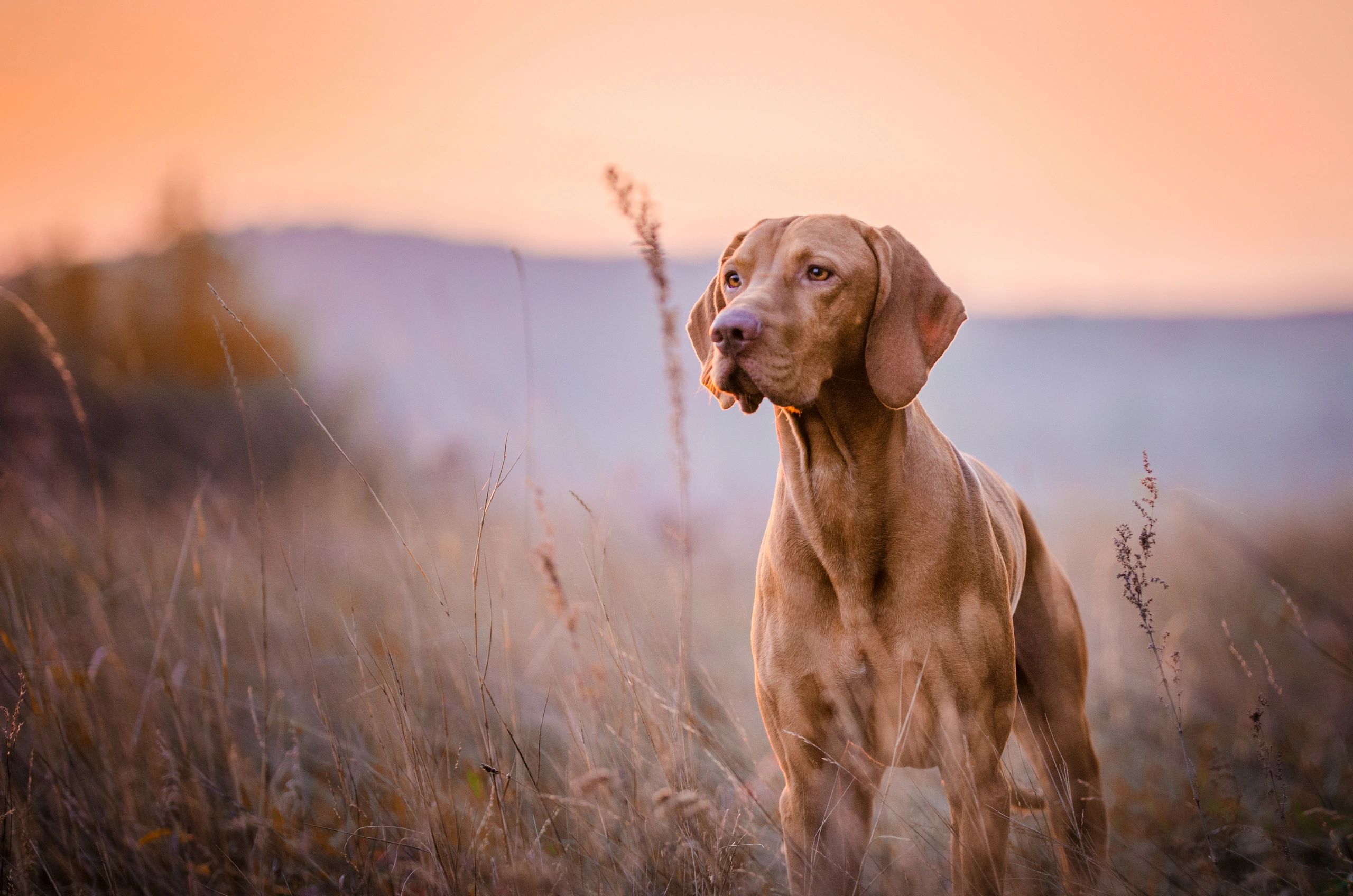 Close-up portrait of a dog with warm natural light